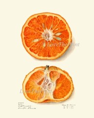 Orange Citrus Fruit Botanical Wall Art Set of 9 Prints Kitchen Dining Unframed