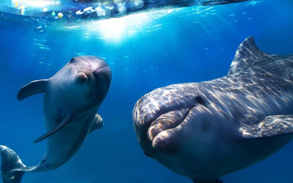 DOLPHIN POSTER PICTURE PHOTO PRINT ocean sea mammal fin blowhole gray 4668