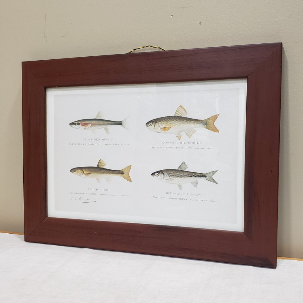 Fish Print Framed Minnow Species Illustration Natural History Cabin Wall Art