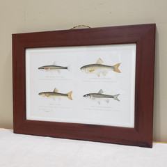 Fish Print Framed Minnow Species Illustration Natural History Cabin Wall Art