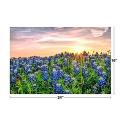Texas Bluebonnets at Sunset Photo Photograph Cool Wall Art Print Poster 24×16