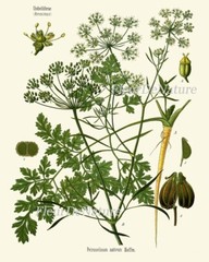 Herbs Spices Prints Wall Art Set 6 Beautiful Botanical Kitchen Dining Unframed
