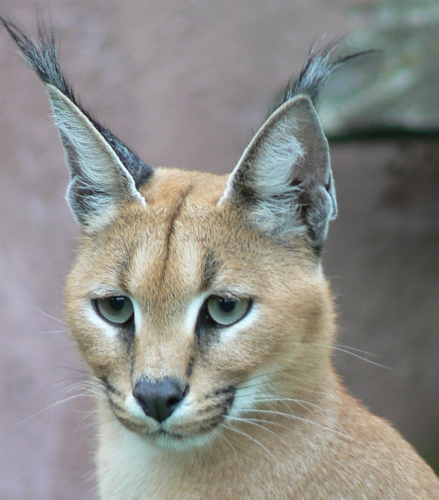Caracal Wild Cat Africa GLOSSY POSTER PICTURE PHOTO PRINT BANNER 15139