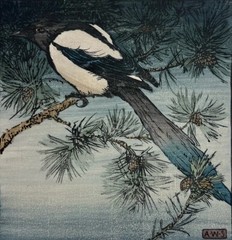 Magpie : Allen William Seaby : woodcut : Archival Quality Art Print