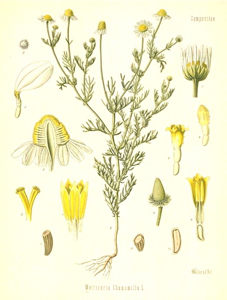 Matricaria Chamomilla German Chamomile Drawing, Vintage Botanical Illustration