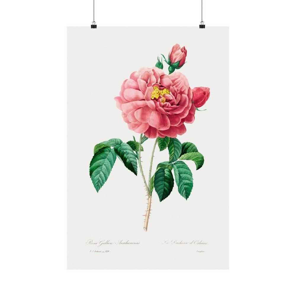 Pink rose Pierre-Joseph Redouté Wall Art