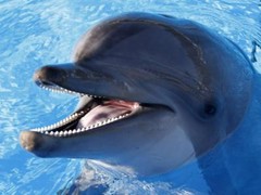 DOLPHIN POSTER PICTURE PHOTO PRINT ocean sea mammal fin blowhole gray 4667