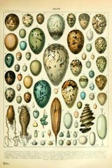 Colorful Eggs Oeufs Birds Cottagecore Room Decor Art Print Poster 16×24