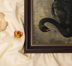 Black Swan Framed Wall Art, Moody Vintage Animal Canvas Print with Gold Accents,