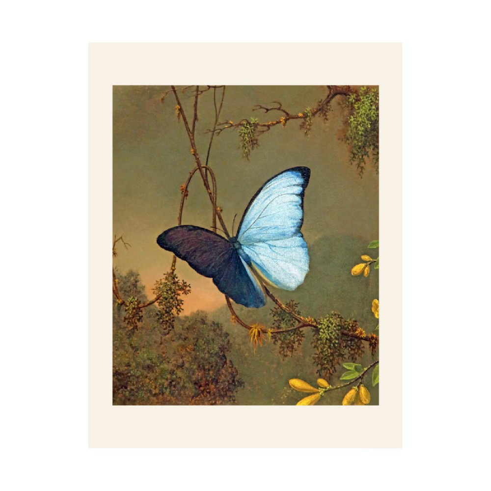 Blue Morpho Butterfly Antique Image 8.5 x 11 Paper Poster Print