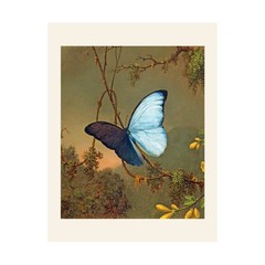 Blue Morpho Butterfly Antique Image 8.5 x 11 Paper Poster Print