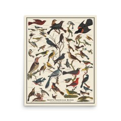 North American Birds 16 x 20 Bird Identification Vintage Style Poster