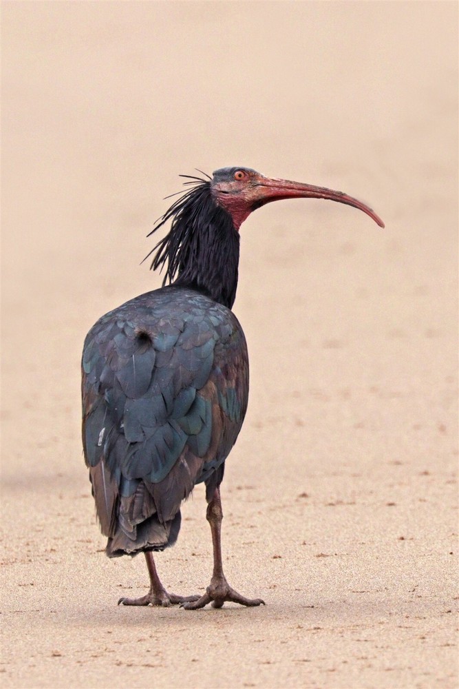 NORTHERN BALD IBIS WALDRAPP BIRD GLOSSY POSTER PICTURE PHOTO PRINT BANNER 10619