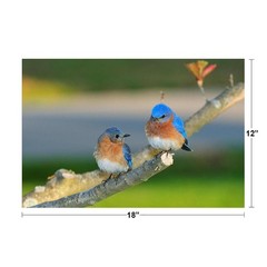Eastern Bluebird Pair Perched on Branch Photo Art Print Poster 18×12