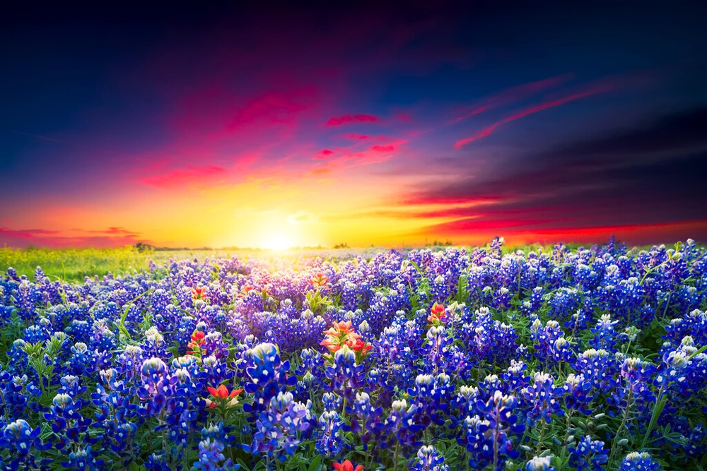 Spring Sunrise Bluebonnets Texas Hill Country Photo Art Print Poster 18×12