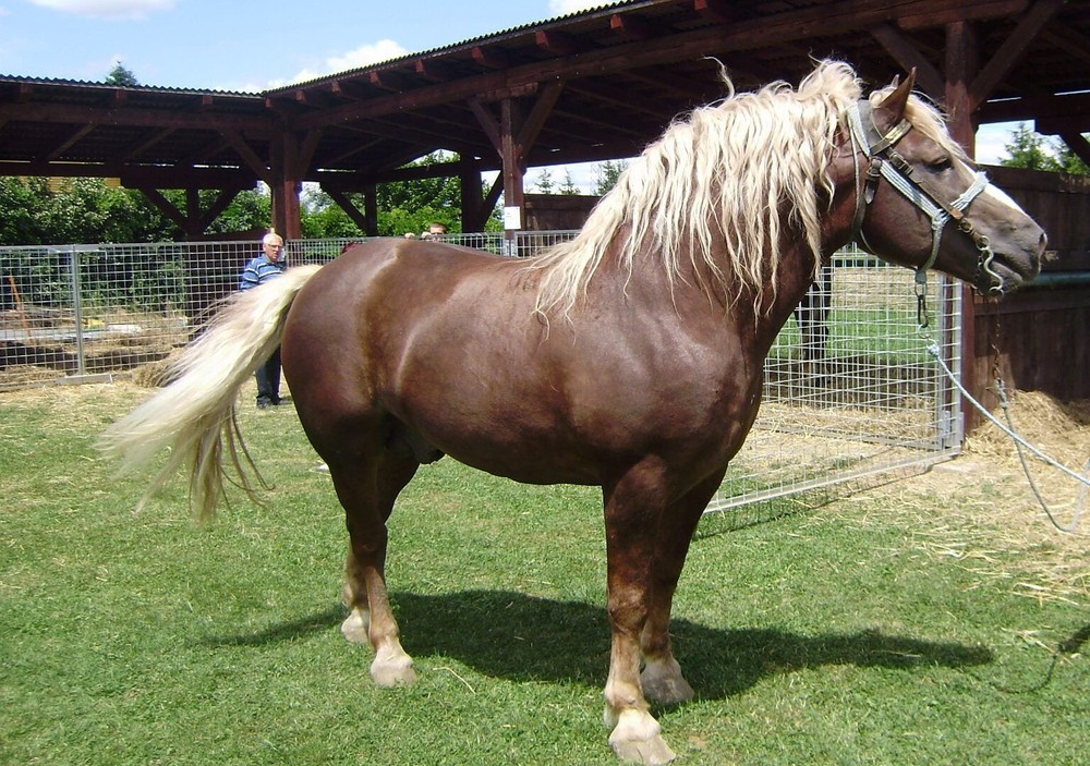 Medimurje Horse Breed GLOSSY POSTER PICTURE PHOTO PRINT BANNER 12909