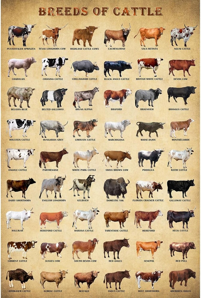 Breeds of Cattle Poster,Common Breeds of Beef and Dairy Cows, Animal Poster Farm