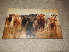 Highland Cattle 23 x 14 Canvas Picture Brand New
