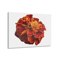Orange and Red Marigold Acrylic Print