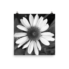 Black and white Black-eyed Susan poster