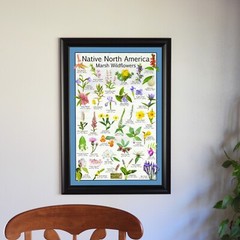 Native North America Marsh Wildflowers / Wetland Flower Identification Poster
