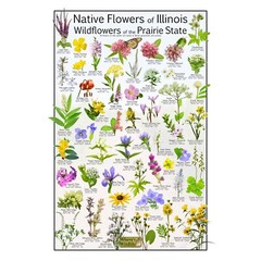 Flower Poster – Illinois Blooms: A Botanical Showcase of 50 Native Wildflowers