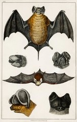 12948.Room Decor Poster.Home Wall art.1774 vintage animal illustration.Bats