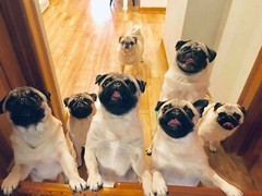 CUTE PUG GLOSSY POSTER PICTURE PHOTO BANNER PRINT cool dogs puppy funny fun