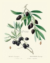Herbs Botanical Wall Art Set of 12 Prints Beautiful Antique Vintage Unframed