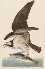 12128.Poster print or Canvas wall decor interior design.Audubon bird.Hawk.Fish