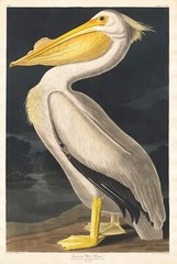 12092.Poster print or canvas wall decor design.Audubon birds.American Pelican
