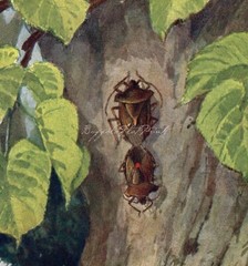 Queen Annes Lace Stink Bugs Brehm Entomology Botanical Antique Print