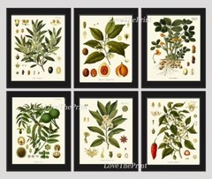 Herbs Spices Prints Wall Art Set of 6 Beautiful Botanical Kitchen Unframed
