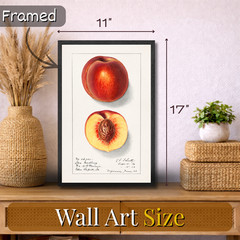Vintage Peach Illustration Poster Framed 11×17 Botanical Fruit Wall Art Decor