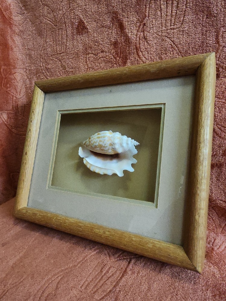 Seashell In Wood Shadow Box Frame. 11x9x2. Shell Is Approximately 4×3