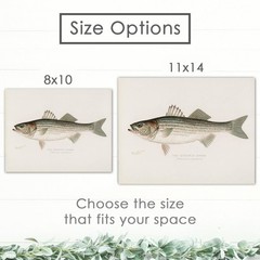 Vintage Fish Species Art Prints (Set of 6) – Unframed – 8×10 | Fishing Wall D…