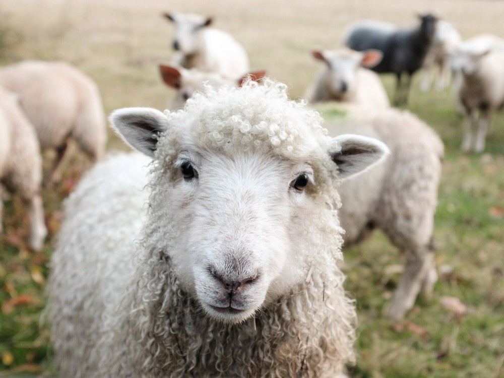 Happy Sheep Face POSTER PICTURE PHOTO Nature lamb Farm Wool adorable flock