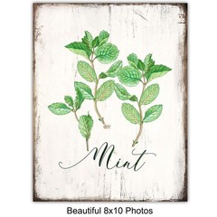 Botanical Herbs and Spices Kitchen Decor – 4 – 8×10 inch prints, Multicolor