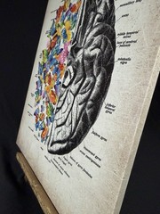 Brain Art Butterfly Anatomy Canvas Wall Art Human Canvas Print 15 X 11.5 Inch
