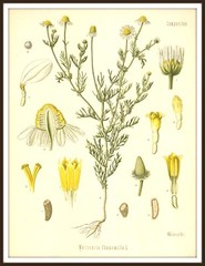 Matricaria Chamomilla German Chamomile Drawing, Vintage Botanical Illustration