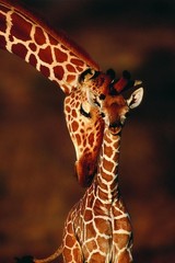 Adult Giraffe with Calf Photo Photograph Cool Wall Decor Art Print Poster 24×36