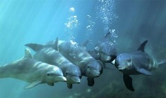 CUTE DOLPHINS GLOSSY POSTER PICTURE PHOTO beautiful cool nice ocean water 1987