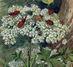 Queen Annes Lace Stink Bugs Brehm Entomology Botanical Antique Print