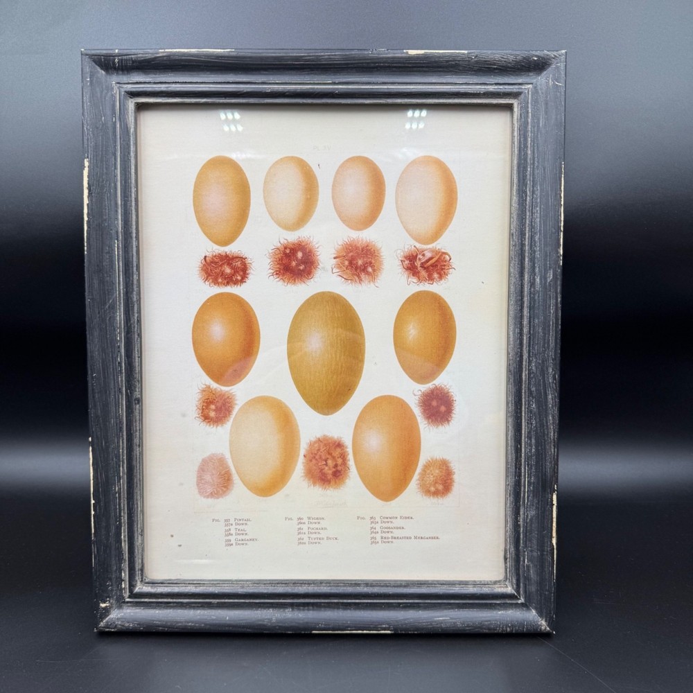 Creative Co-Op Framed Botanical Egg Study Framed Print Rustic Farmhouse Decor