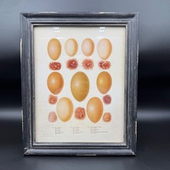 Creative Co-Op Framed Botanical Egg Study Framed Print Rustic Farmhouse Decor