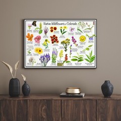 Native Wildflowers of Colorado Flower Identification Poster / Flower ID Guide