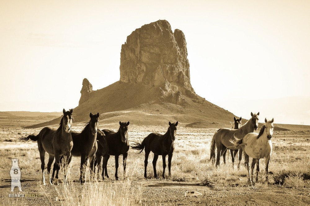 Wild Horse Art, Sepia Prints, Monument Valley, Southwestern Arizona Photography