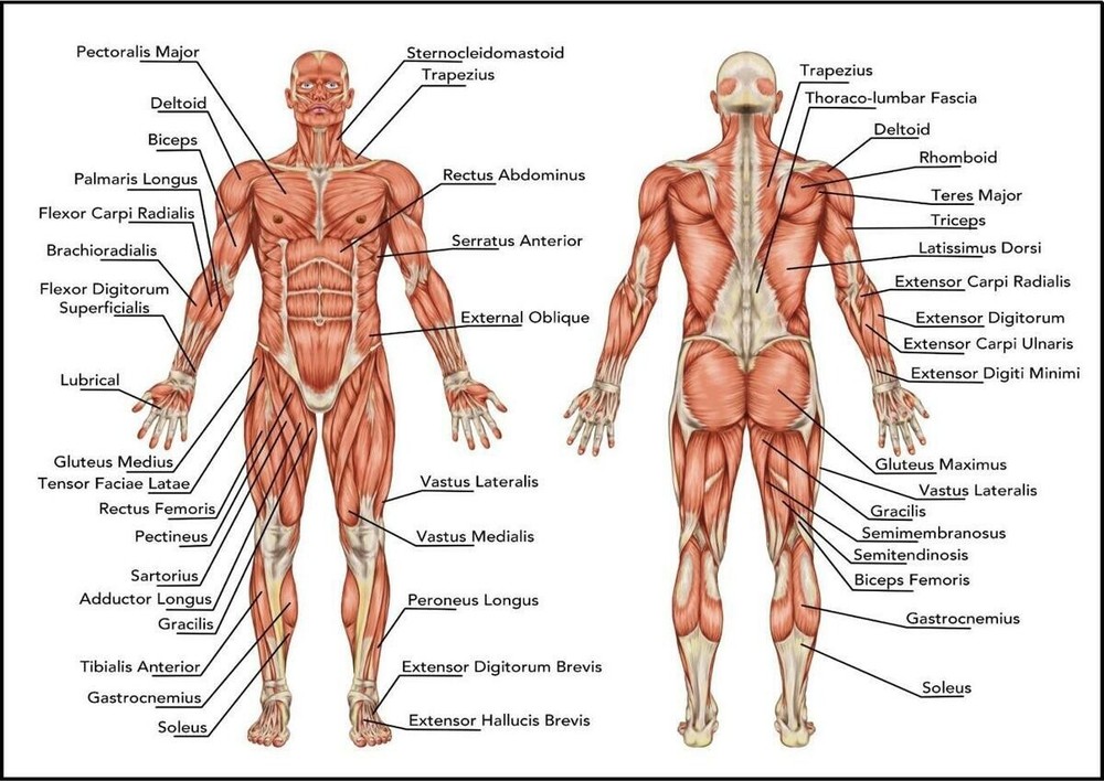 Human Anatomy – Muscles Of The Body POSTER 24 X 36 INCH