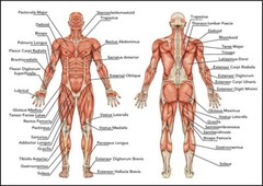 Human Anatomy – Muscles Of The Body POSTER 24 X 36 INCH