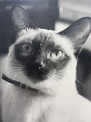 Vintage Siamese Cat B&W Photograph on Board Wall Art 8″ x 13.5″